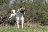 AKITA AMERICAIN 146